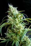 FLASH BACK #2 * SWEET SEEDS FEMINIZED   3 SEMI 