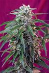 GREEN POISON AUTO * SWEET SEEDS FEMINIZED   3 SEMI 