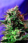 JACK 47 * SWEET SEEDS FEMINIZED   3 SEMI 