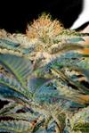 MOHAN RAM * SWEET SEEDS FEMINIZED   3 SEMI 