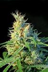 PSICODELICIA * SWEET SEEDS FEMINIZED   3 SEMI 