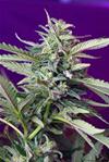 S.A.D. SWEET AFGANI DELICIOUS AUTO * SWEET SEEDS  3 SEMI FEM 