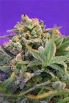 SWEET CHEESE * SWEET SEEDS FEMINIZED   3 SEMI