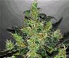 CRITICAL JACK HERER AUTO* DELICIOUS SEEDS    1 SEME FEM 