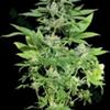 KERA CLASSIC WHITE WIDOW * KERA SEEDS  3 SEMI FEM