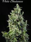 WHITE BHUTANESE  * MANDALA SEEDS 6 SEMI FEM