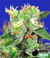 MEDI BOMB # 2 * BOMB  SEEDS   5 SEMI FEM 