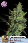 KERA CALIFORNIA  NUGGET* KERA SEEDS   1 SEME FEM 