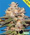 BIG BOMB AUTO * BOMB  SEEDS   5 SEMI FEM 