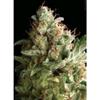 AUTO AMERICAN PIE * PYRAMID SEEDS  1 SEME FEM 