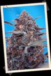 DEVIL CREAM AUTO* SWEET SEEDS RED FAMILY  FEMINIZED   3 SEMI 