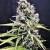 SKUNK HAZE * CBD- CREW SEEDS 5 SEMI FEM