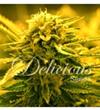 SUGAR BLACK ROSE AUTO* DELICIOUS SEEDS    1 SEME FEM