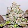 MENDOCINO PURPLE KUSH  * MEDICAL SEEDS FEM   3 SEMI 