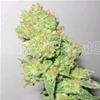 Y GRIEGA CBD ( RATIO 1:1) * MEDICAL SEEDS FEM  10 SEMI 