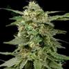 WHITE WIDOW  * THE BULLDOG 10 SEMI REG