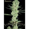 AMNESIA * SUPER STRAINS  SEEDS FEMINIZED   5 SEMI 