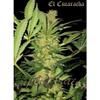 EL CUCARACHA * SUPER STRAINS  SEEDS FEMINIZED   3 SEMI 