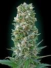 AUTOMATIC COLLECCION #3* ADVANCED SEEDS    6 SEMI FEM