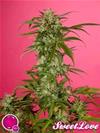 SWEET LOVE *GOLO LINE  PHILOSOPHER SEEDS   1 SEME FEM