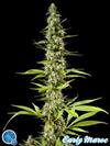 EARLY MAROC*CLASSIC LINE  PHILOSOPHER SEEDS   1 SEME FEM