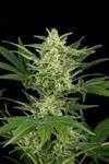 CRITICAL JACK AUTOFLOWERING * DINAFEM SEEDS 10 SEMI FEM