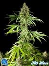 EASY HAZE ( EX K 13 HAZE) *CLASSIC LINE  PHILOSOPHER SEEDS   1 SEME FEM