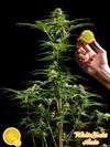 WHITE YODA AUTO*AUTO LINE  PHILOSOPHER SEEDS   1 SEME FEM