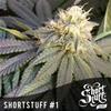 SHORT STUFF #1 * SHORT STUFF SEEDS    5 SEMI FEM 