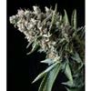 AUTO NEFERTITI * PYRAMID SEEDS FEMINIZED  1 SEME