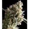 SUPER HASH * PYRAMID SEEDS   1 SEME FEM 