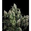 TUTANKHAMON * PYRAMID SEEDS   1 SEME FEM 