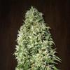 ORIENT EXPRESS * ACE SEEDS   3 SEMI FEM