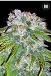 AUTO BIGGER BUD (AUTO BIG BUD) * BULKSEED BANK  10 SEMI FEM 