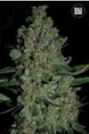 AUTO CHRONICAL (AUTO CHRONIC) * BULKSEED BANK   5 SEMI FEM 