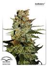 * DUTCH PASSION AUTO BLUEBERRY ® 3 SEMI FEM.