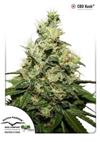 * DUTCH PASSION CBD KUSH ® 3 SEMI FEM