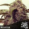 ASSASSIN * SHORT STUFF SEEDS   3 SEMI FEM