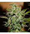 AUTOMATIC KID  * BCN SEEDS   1 SEME FEM 