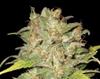 WIDOW * CBD SEEDS  3 SEMI FEM