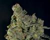 AUTO DIESEL * CBD SEEDS  3 SEMI FEM