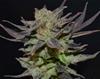 AUTO LAVENDER  * CBD SEEDS 3 SEMI FEM