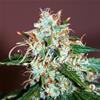 CRITICAL NEVILLE HAZE 2.0 * DELICIOUS SEEDS SATIVA   1 SEME FEM