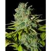 BIG LIGHTS * BIOHAZARD SEEDS   3 SEMI FEM 