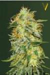 AUTO ORIGINAL LEMONADE SKUNK* VICTORY SEEDS  5 SEMI FEM