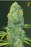 AMNESIA HAZE* VICTORY SEEDS  3 SEMI FEM