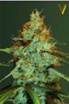 ORIGINAL LEMONADE SKUNK* VICTORY SEEDS  3 SEMI FEM