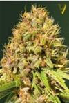 SUPER MAZAR* VICTORY SEEDS  3 SEMI FEM