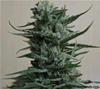 SIBERIAN HAZE *KALASHNIKOV SEEDS  10 SEMI FEM 