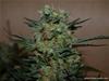 BAYKAL EXPRESSL *KALASHNIKOV SEEDS   5 SEMI FEM 